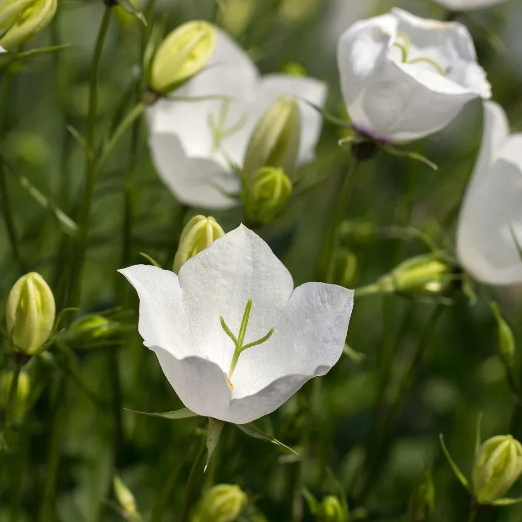 Campanula carpatica 'Weisse Clips'