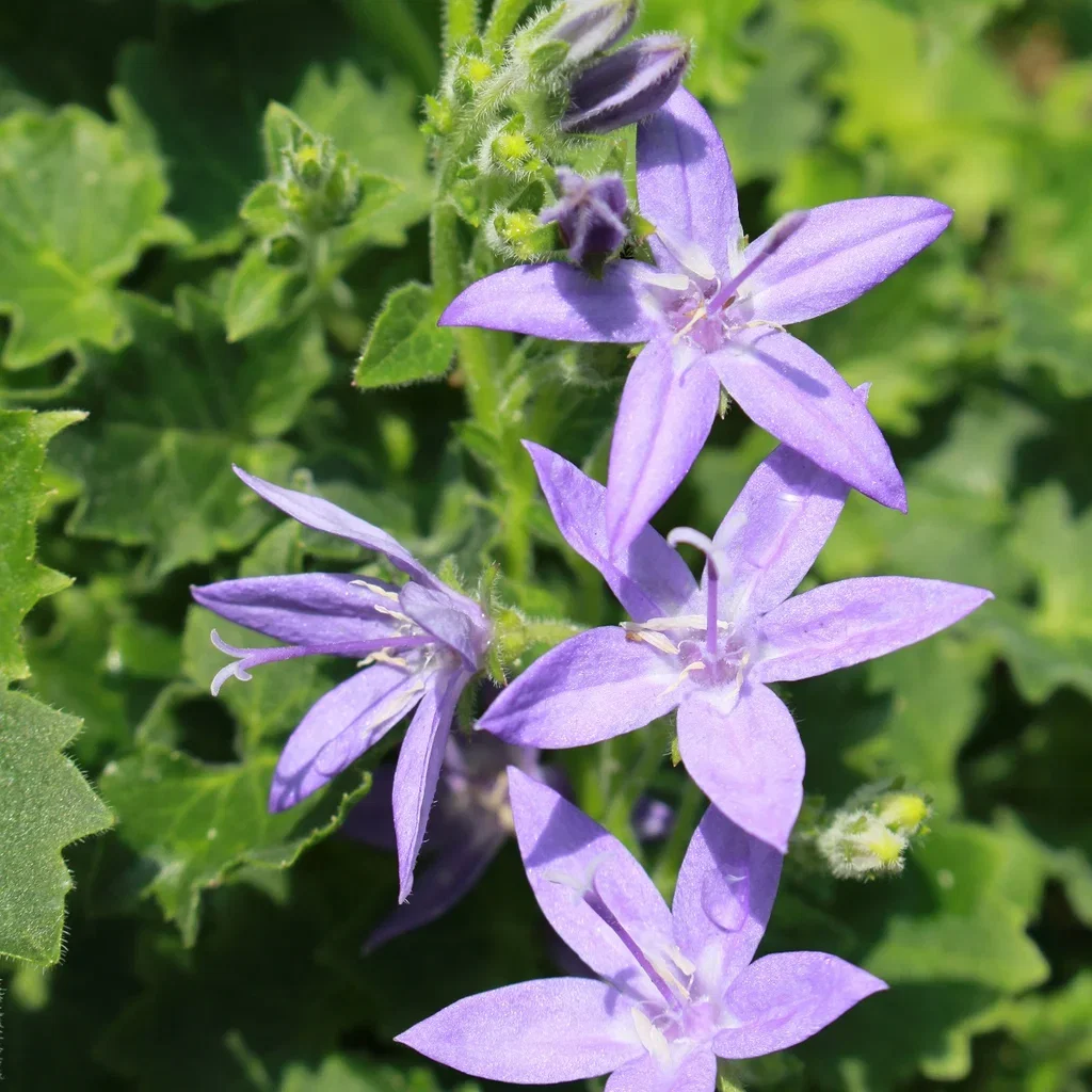 Campanula garganica