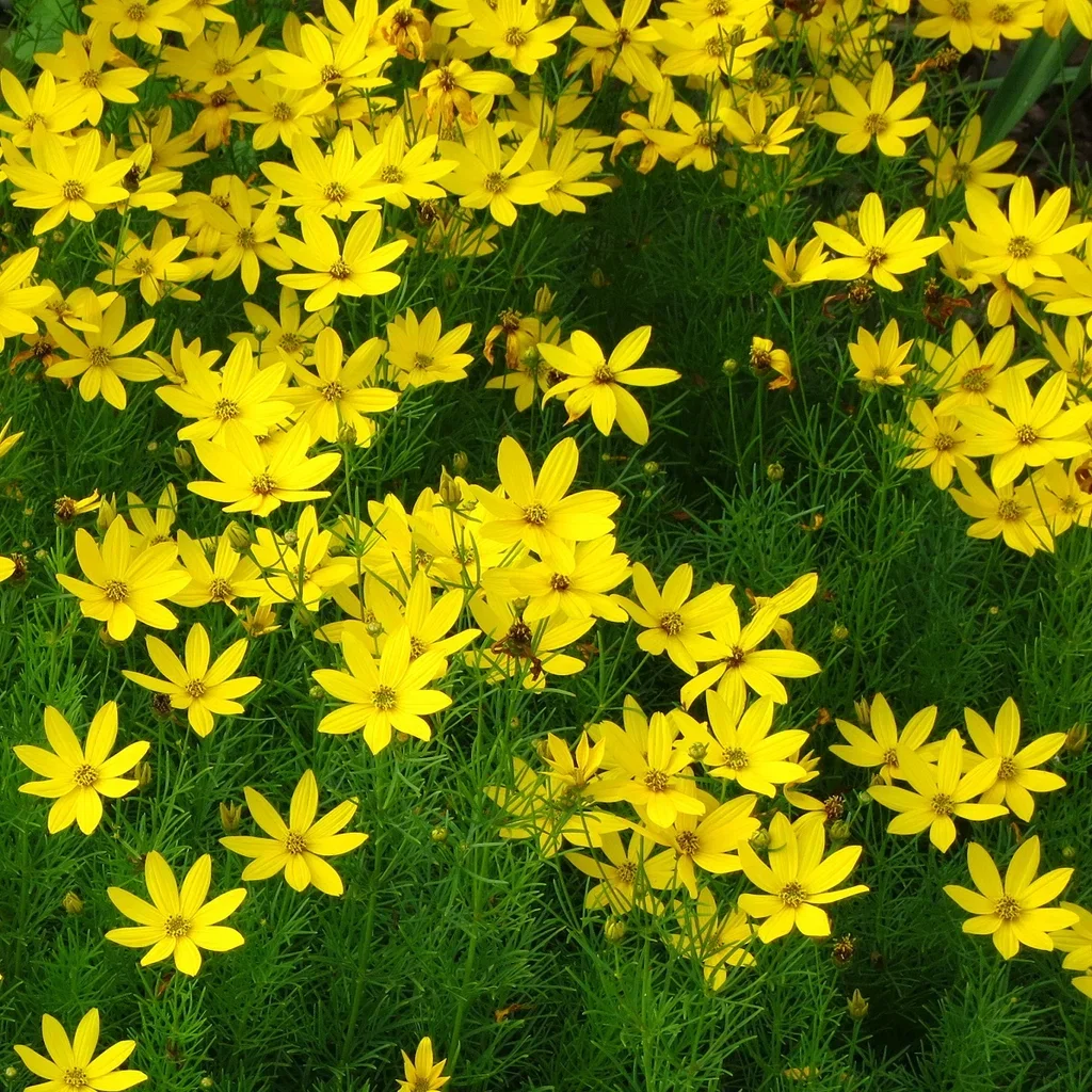 Coreopsis verticillata