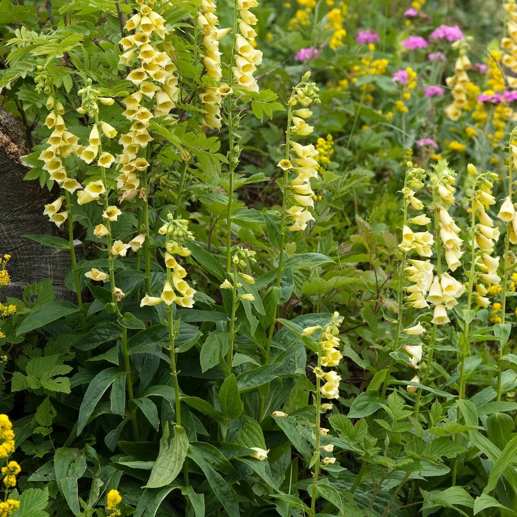 Digitalis grandiflora