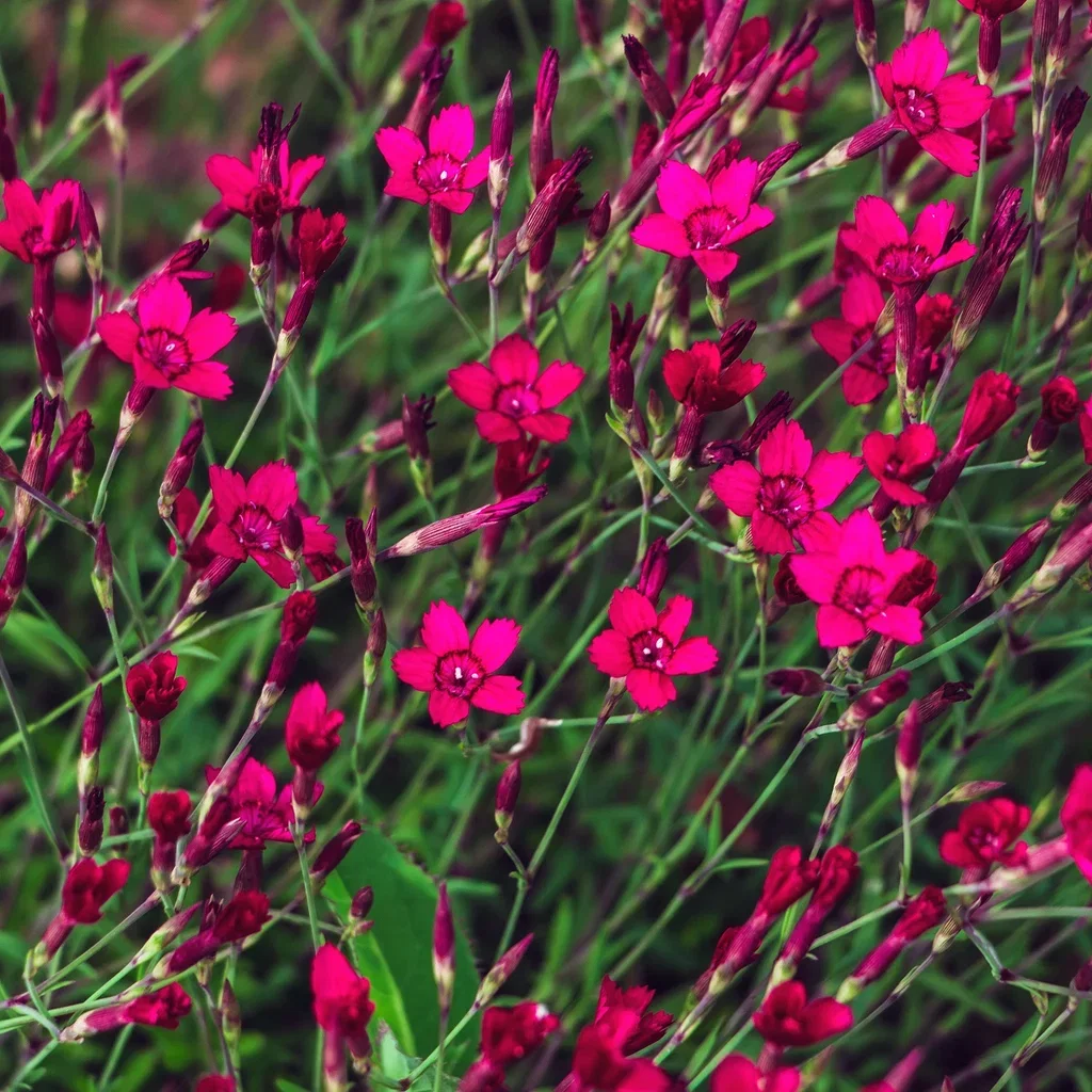 Backnejlika 'Splendens'