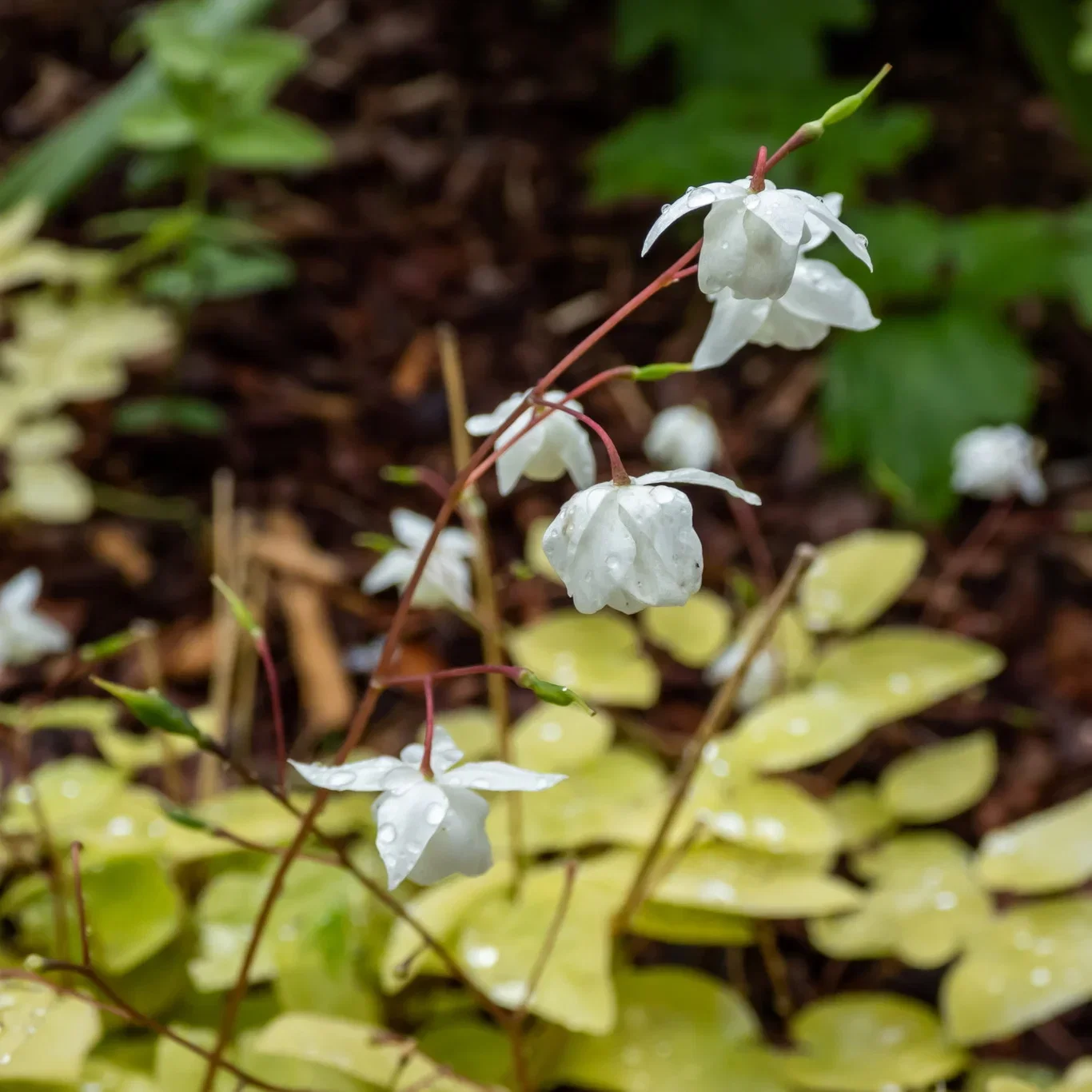 Epimedium young. 'Niveum'