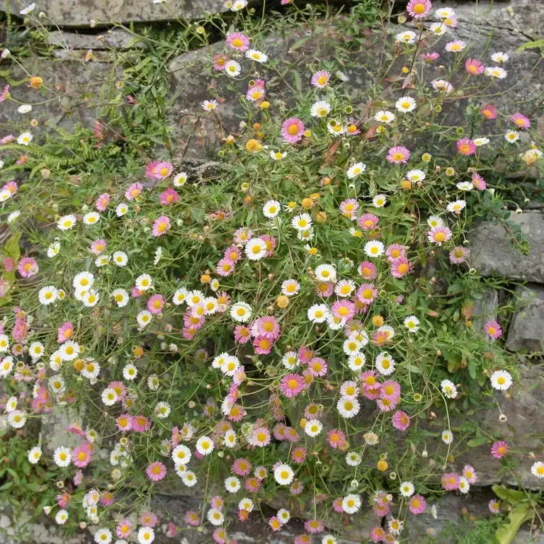 Erigeron karvinskianus