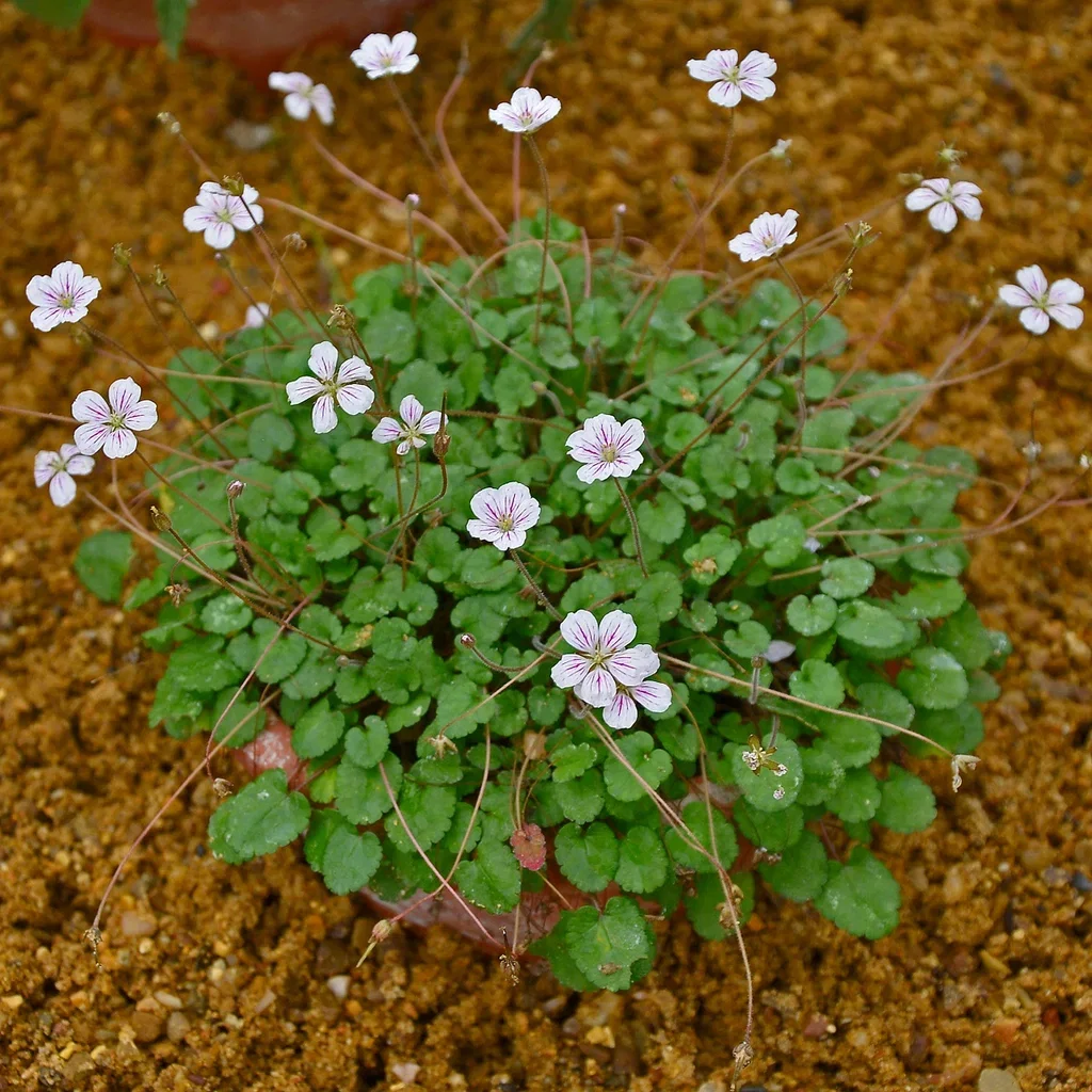 Erodium reichardii 'Album'