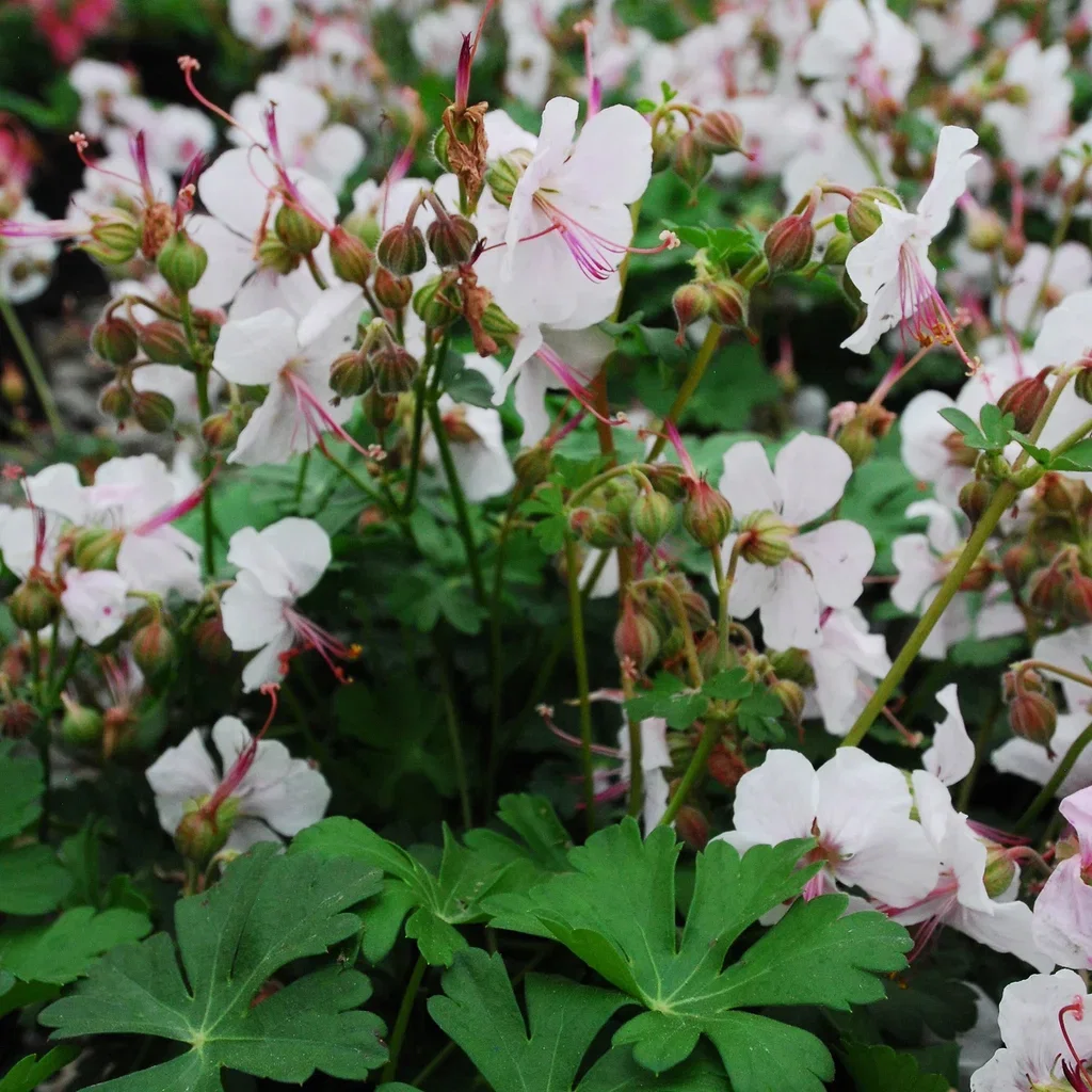 Liten flocknäva 'Biokovo'