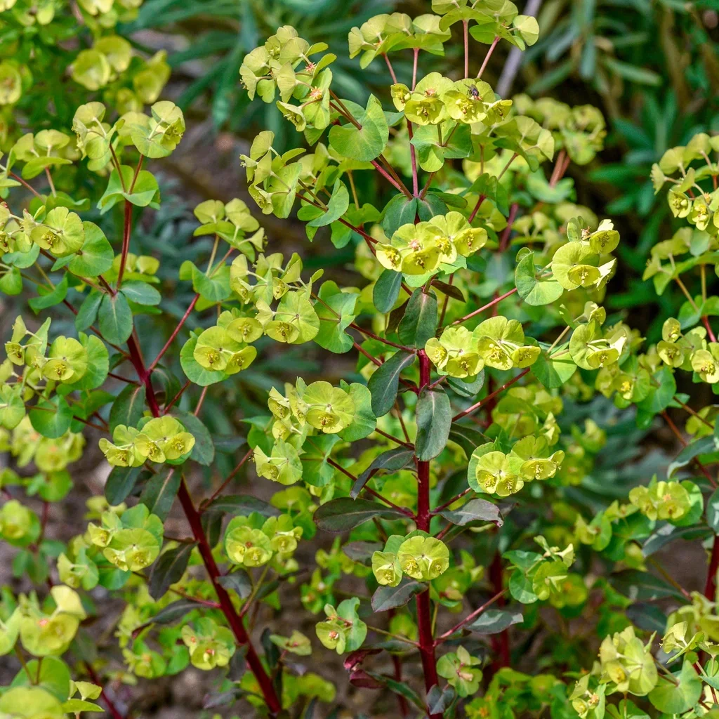 Euphorbia amygdaloides 'Purpurea'