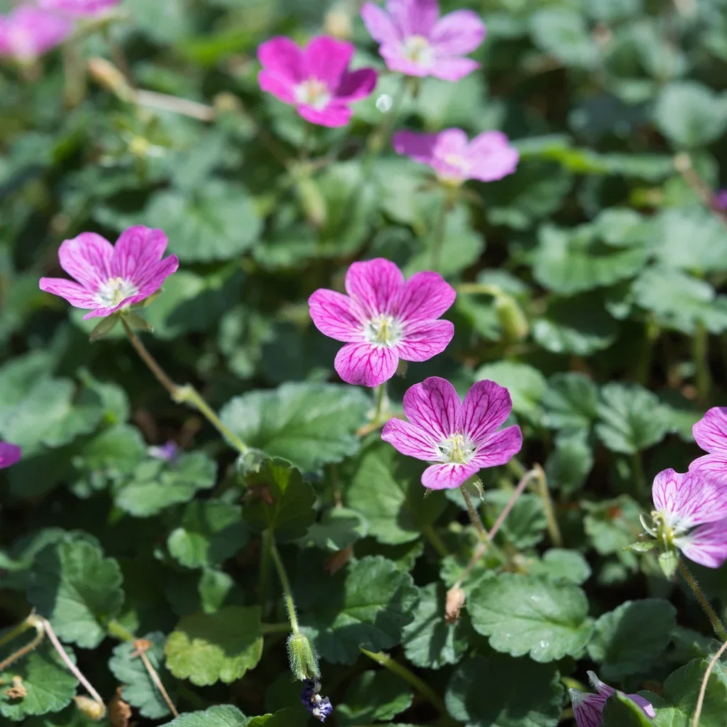 Erodium x variabile 'Bishop's Form'