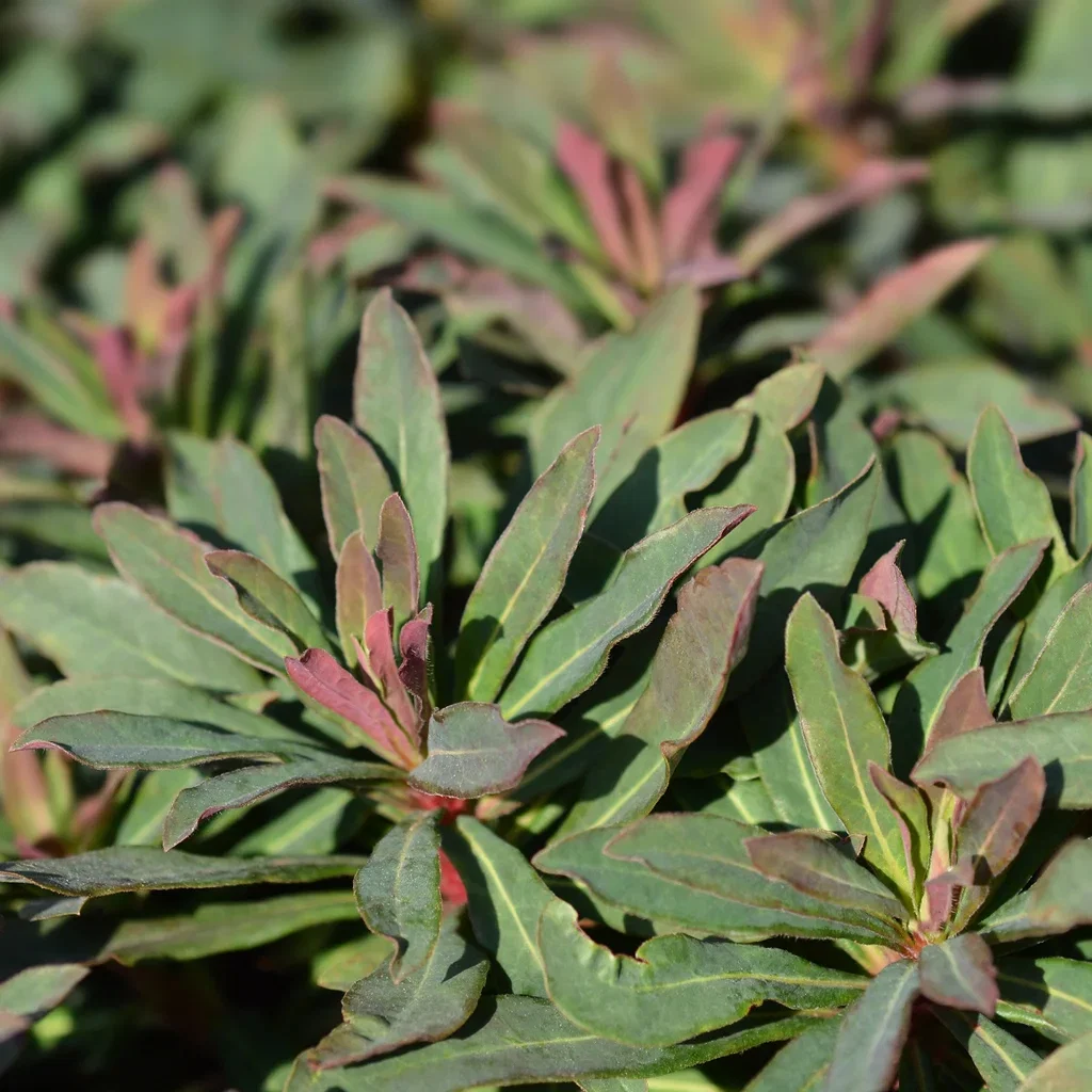 Euphorbia amygdaloides 'Purpurea'