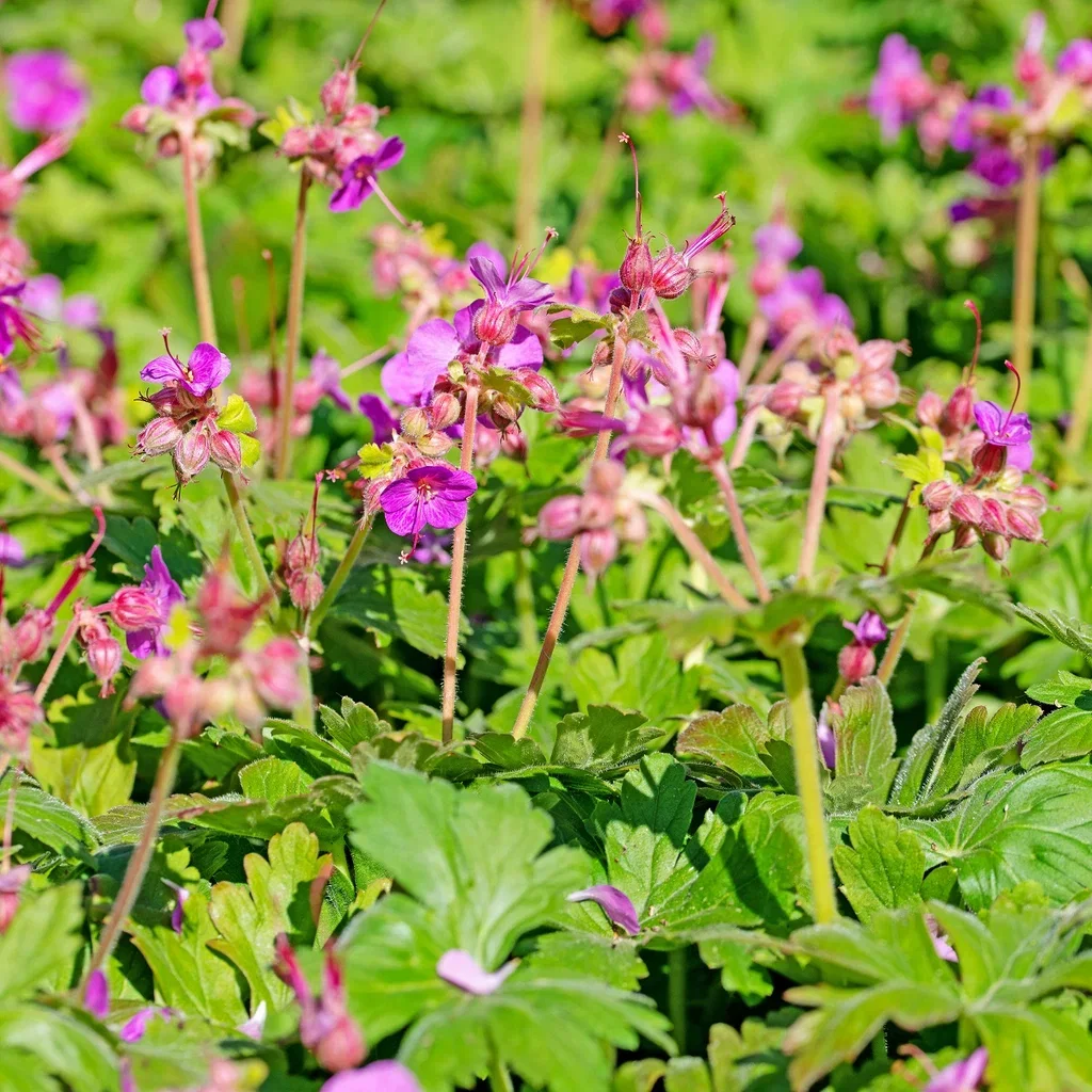 Geranium x cantabrigiense 'Cambridge'