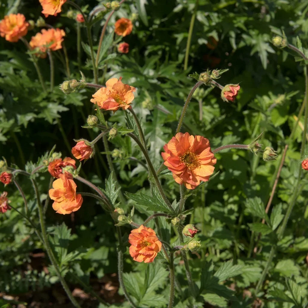 Geum coccineum 'Borisii'