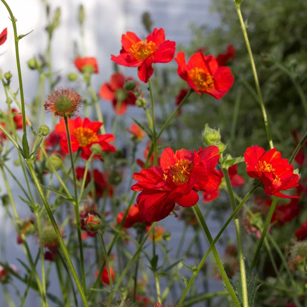 Geum 'Mrs J. Bradshaw'