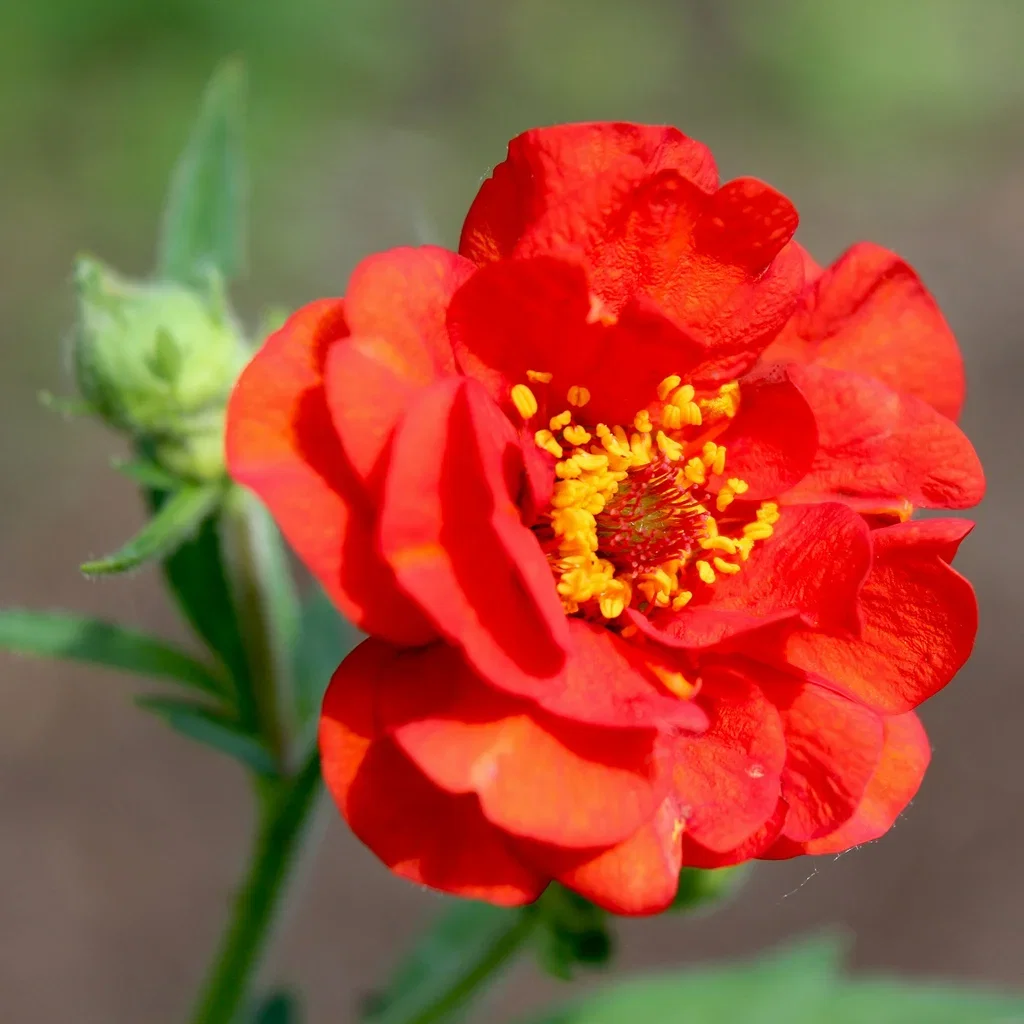 Geum 'Mrs J. Bradshaw'