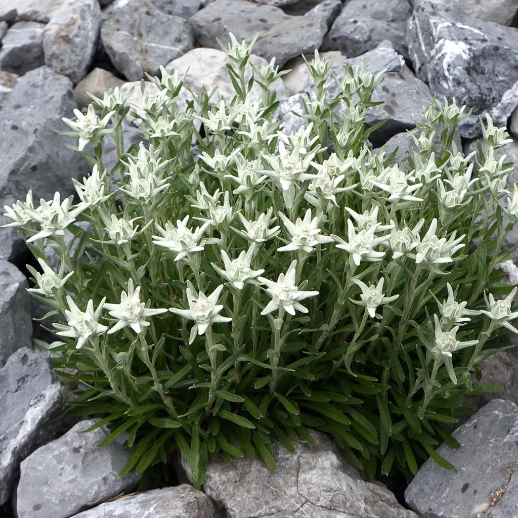 Leontopodium alpinum