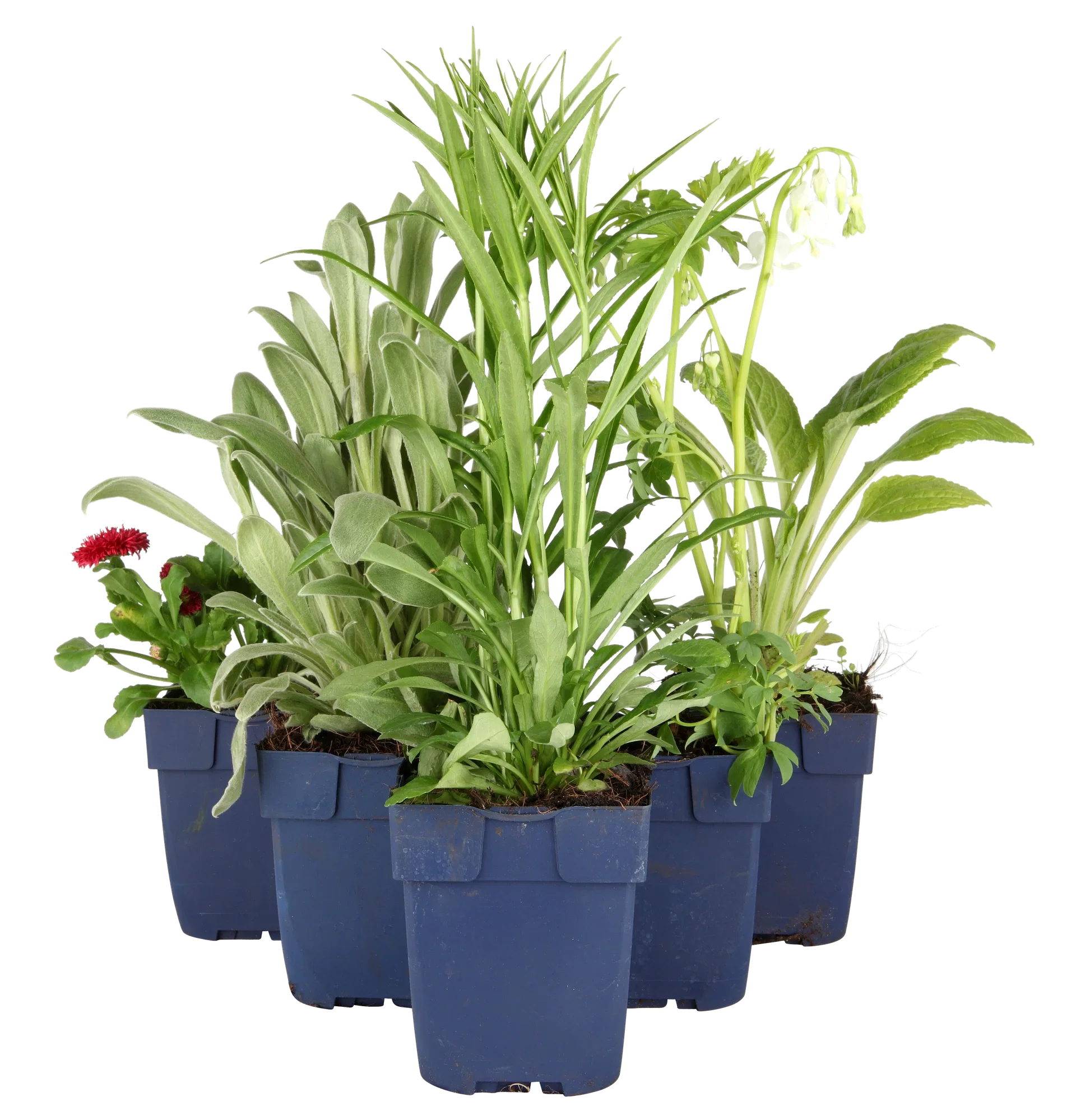 Lychnis coronaria 'Alba'