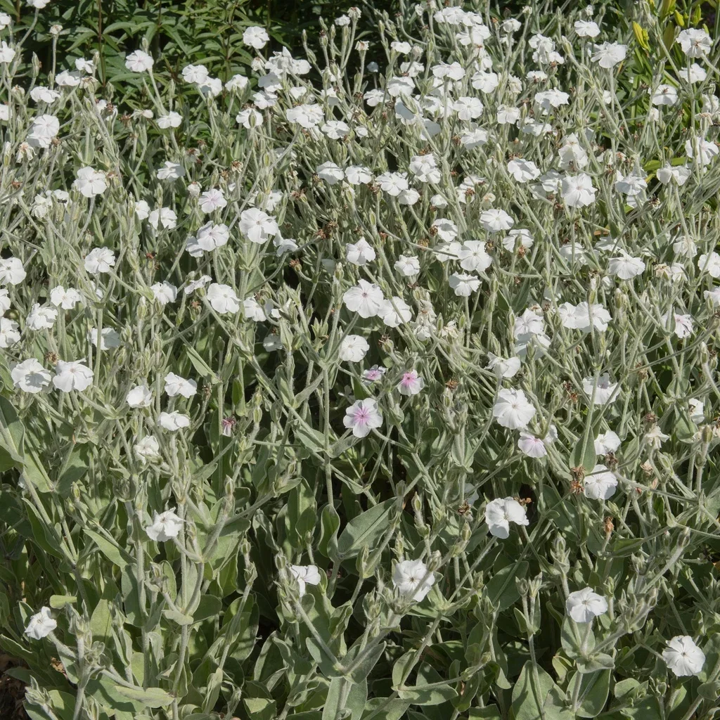 Lychnis coronaria 'Alba'