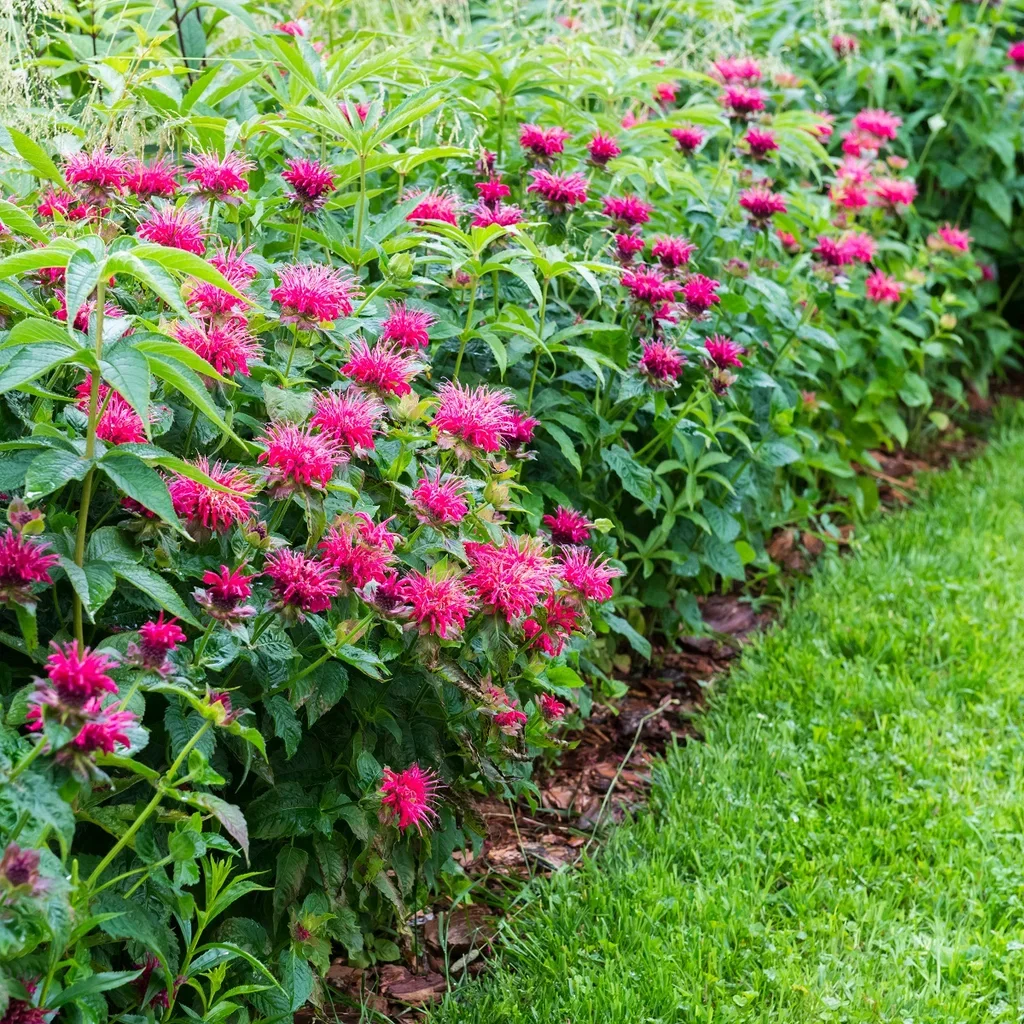 Temynta 'Marshall's Delight'