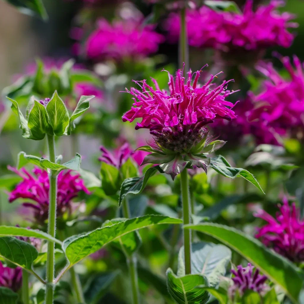 Temynta 'Marshall's Delight'