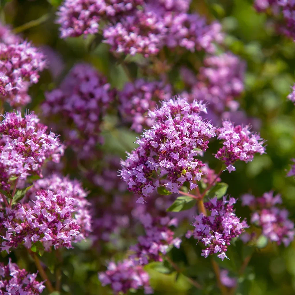 Oregano 'Compactum'