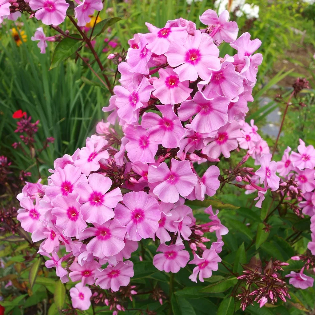 Höstflox 'Bright Eyes'