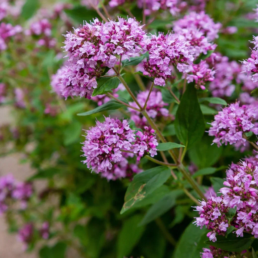 Oregano 'Compactum'