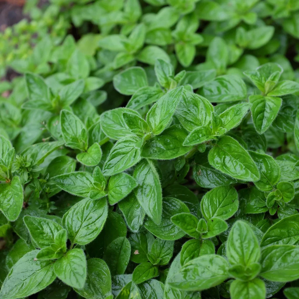 Oregano 'Compactum'