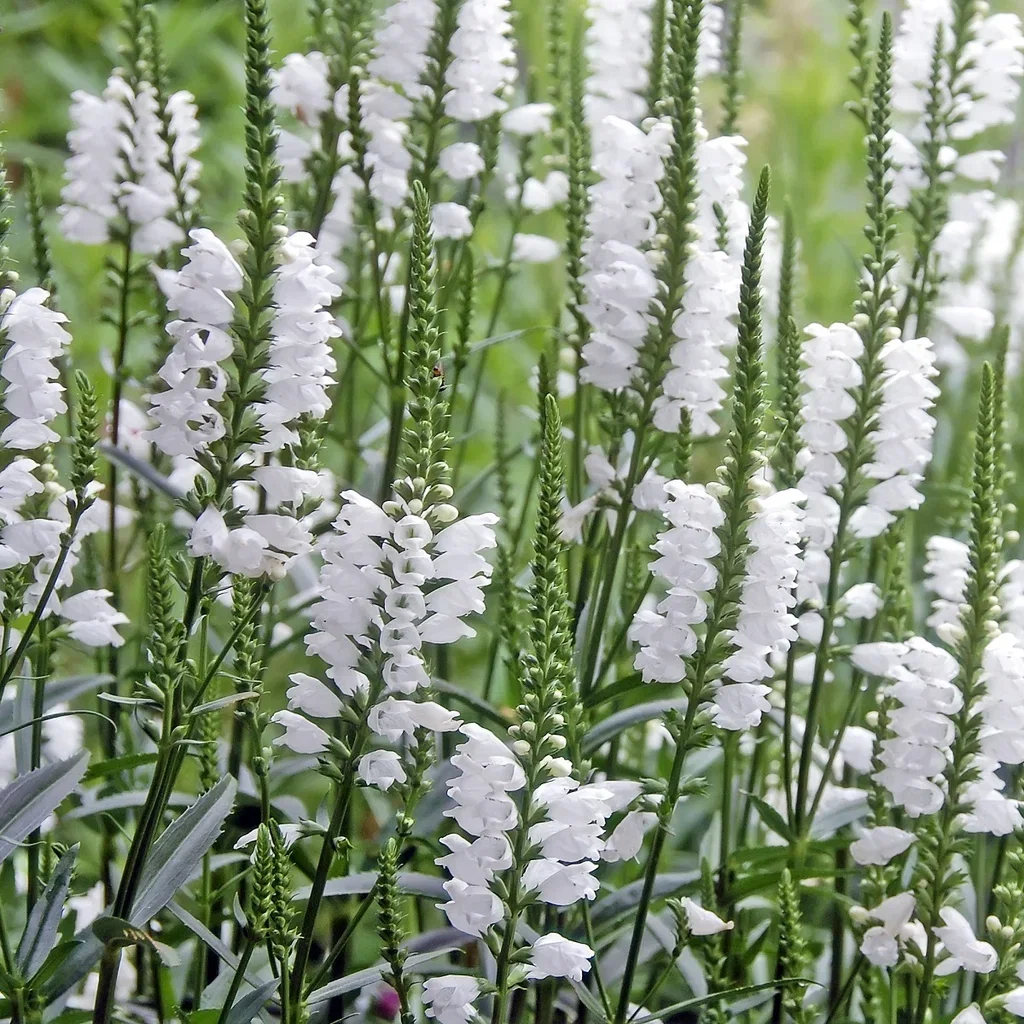 Physostegia virg. 'Summer Snow'