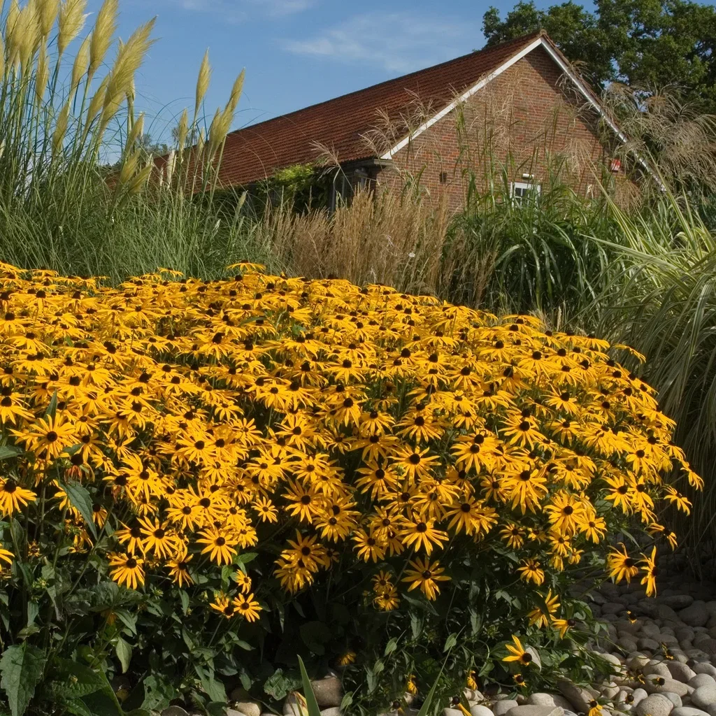 Strålrudbeckia 'Goldsturm'
