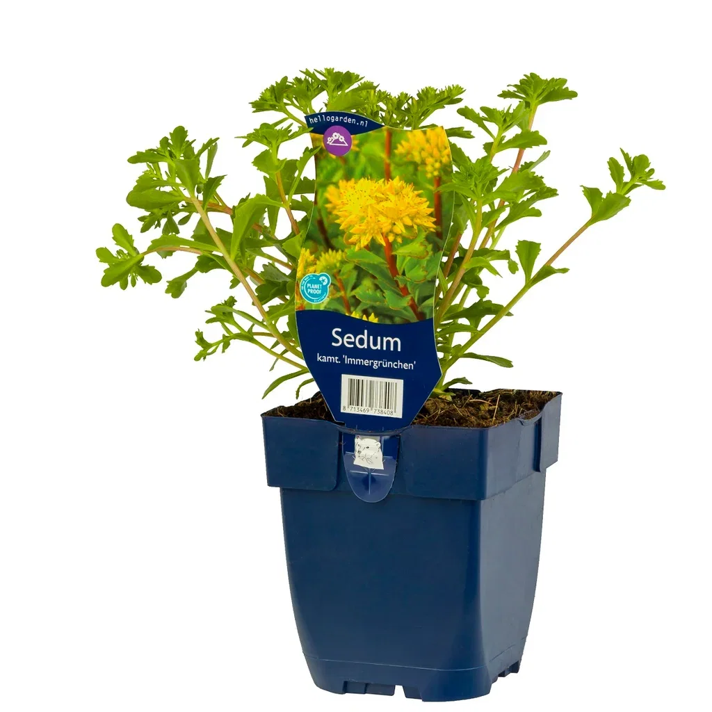 Phedimus hybridus 'Immergrünchen'