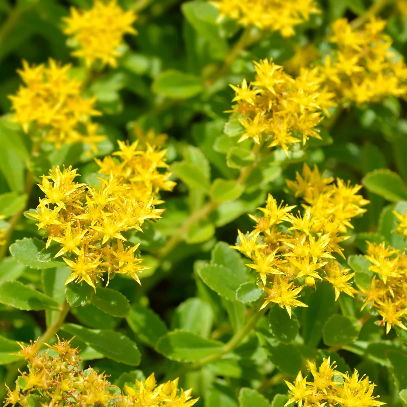 Phedimus floriferum 'Weihenstephaner Gold'