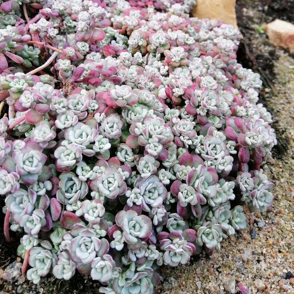 Kalifornisk fetknopp 'Cape Blanco'