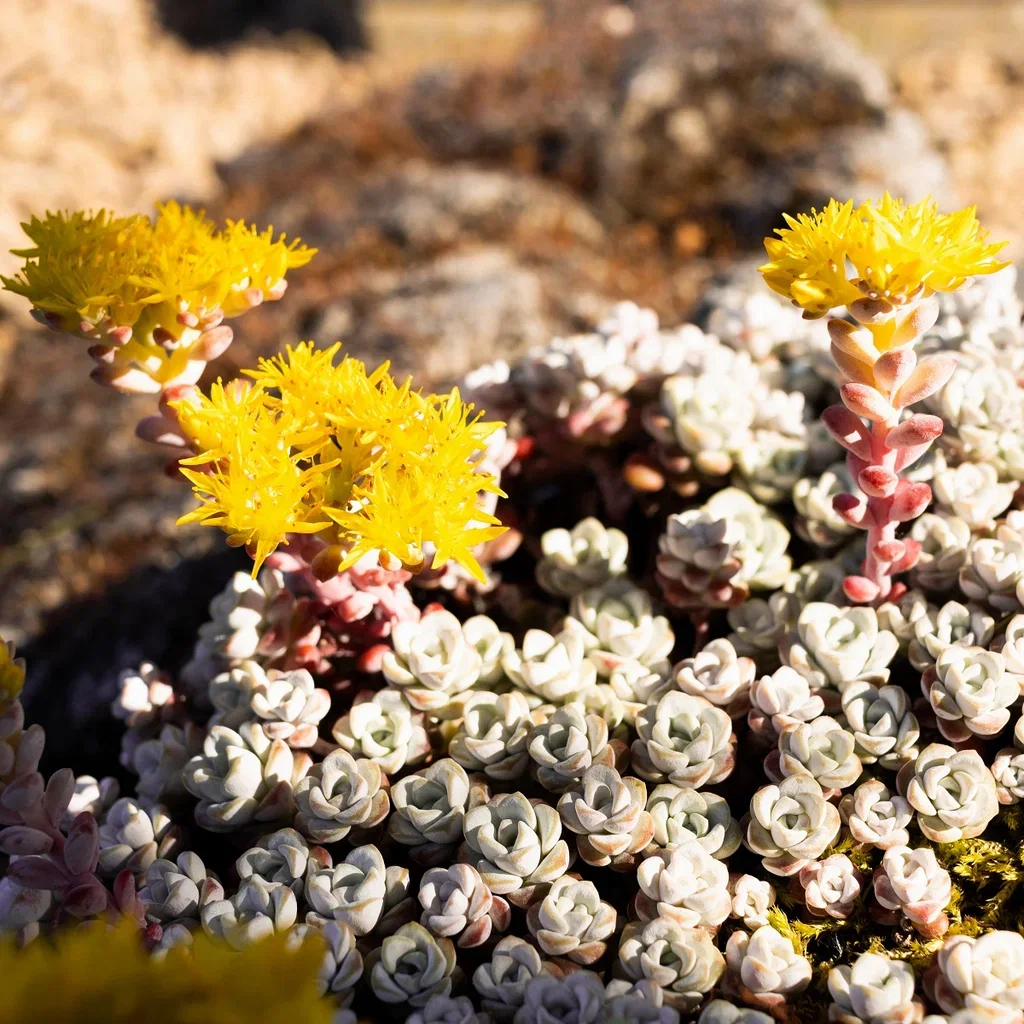 Kalifornisk fetknopp 'Cape Blanco'