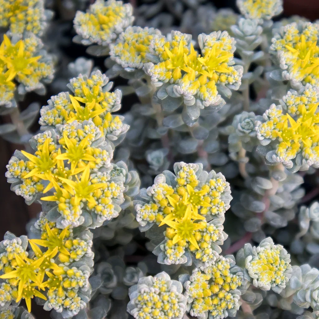 Kalifornisk fetknopp 'Cape Blanco'
