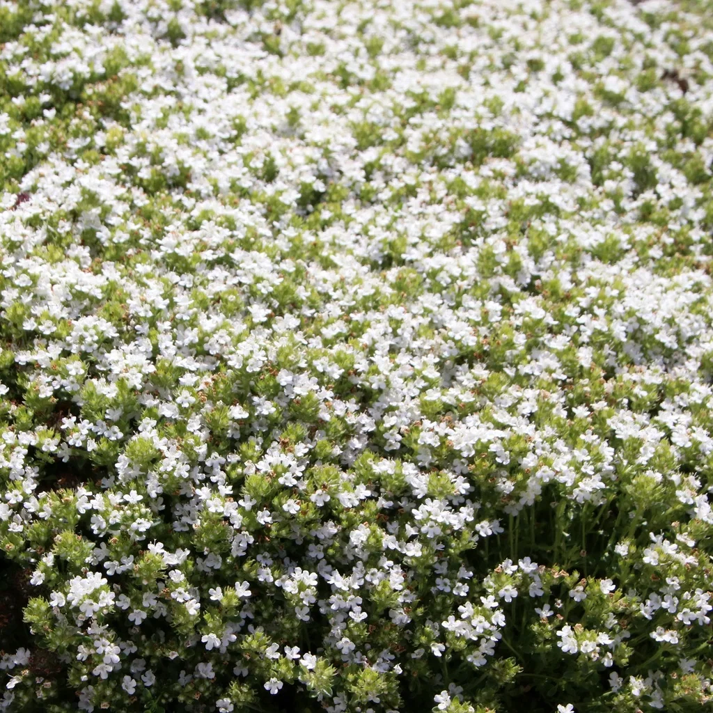Thymus praecox 'Albiflorus'