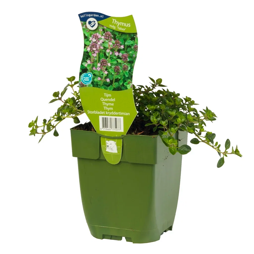 Thymus vulgaris 'Tabor'