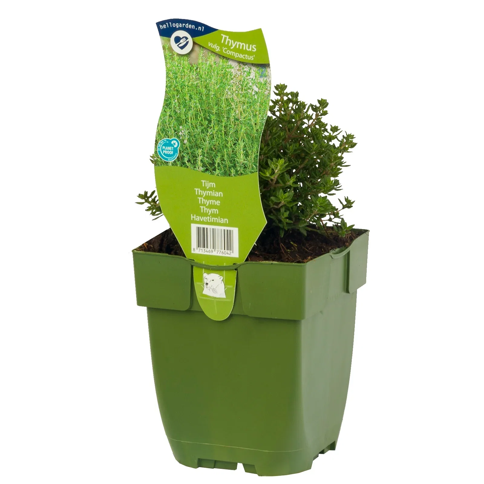 Thymus vulgaris 'Compactus'
