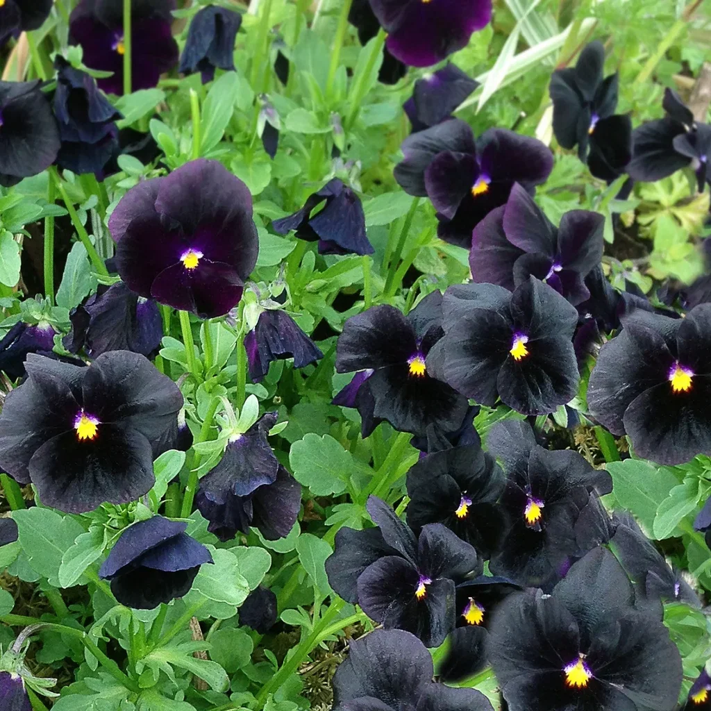 Viola x williamsii 'Molly Sanderson'