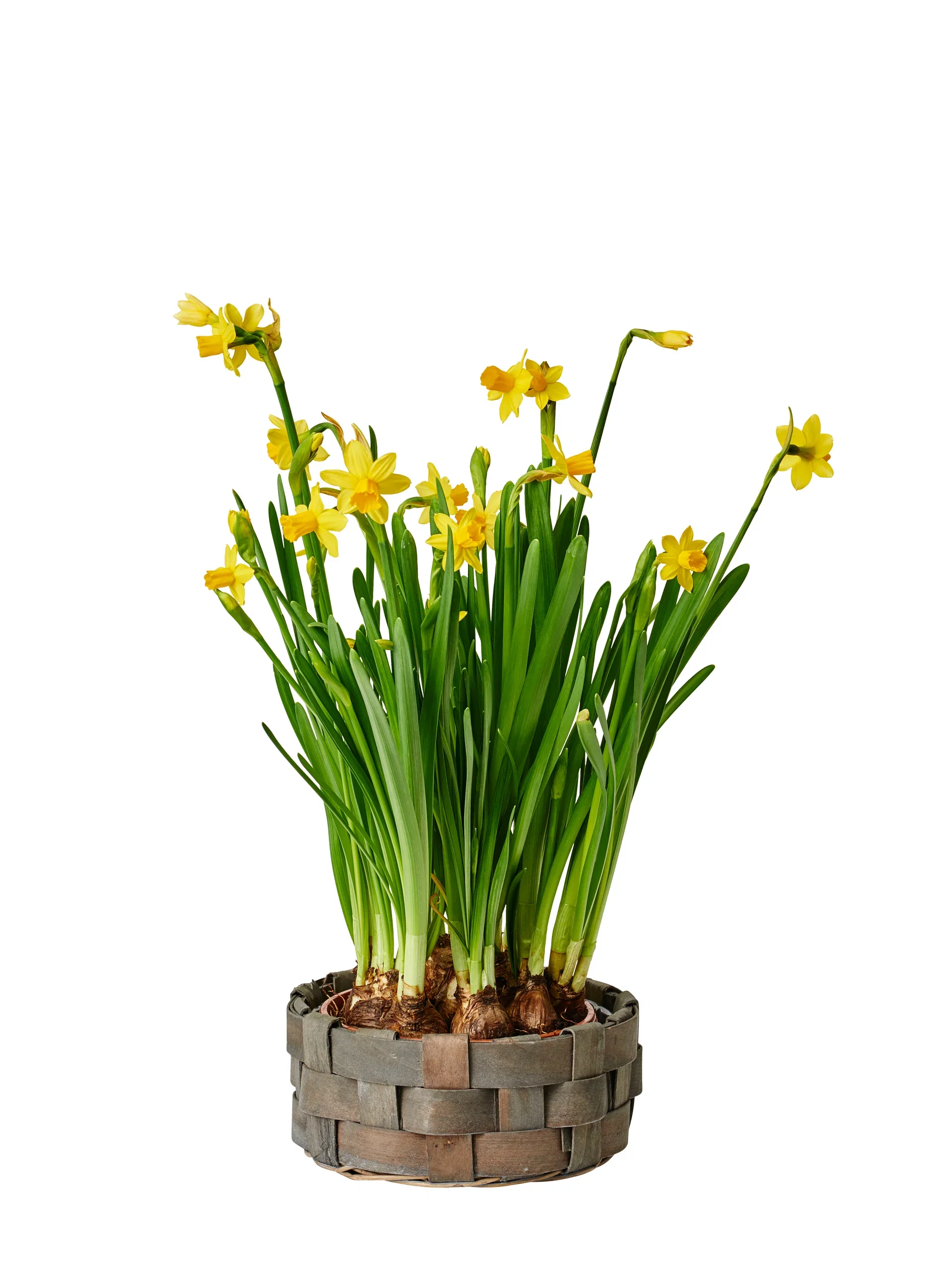 Narcissus 'Tete a Tete' 17 cm