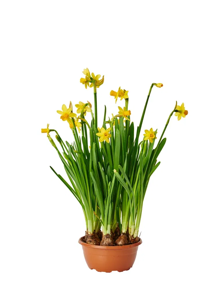 Narcissus 'Tete a Tete' 17 cm