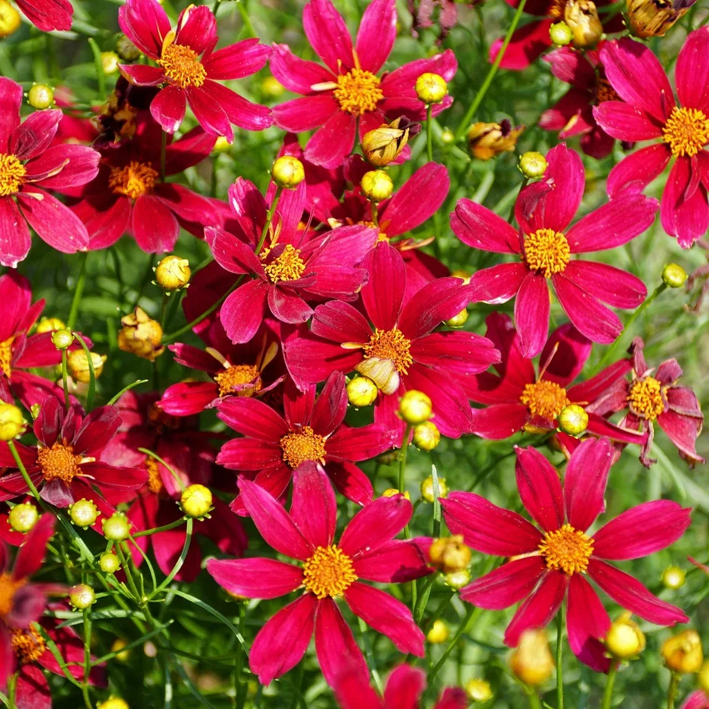 Coreopsis vert. 'Ruby Red'