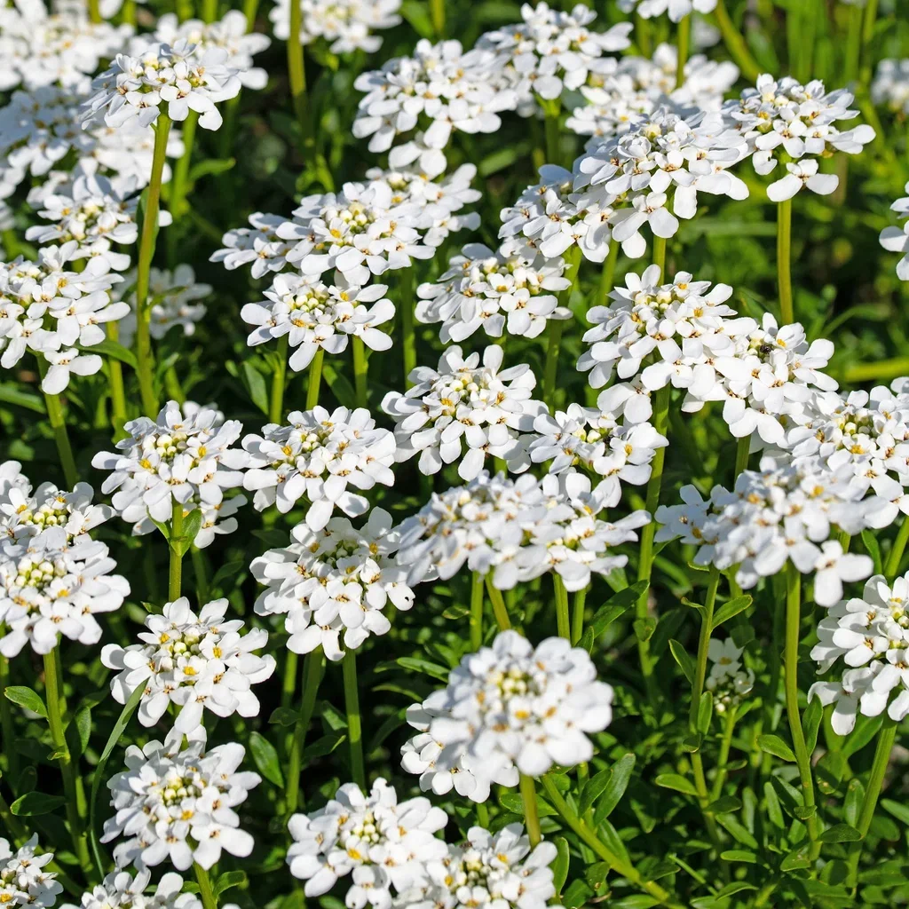 Vinteriberis SNOW CONE