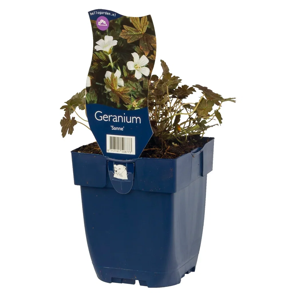 Trädgårdsnäva 'Sanne'