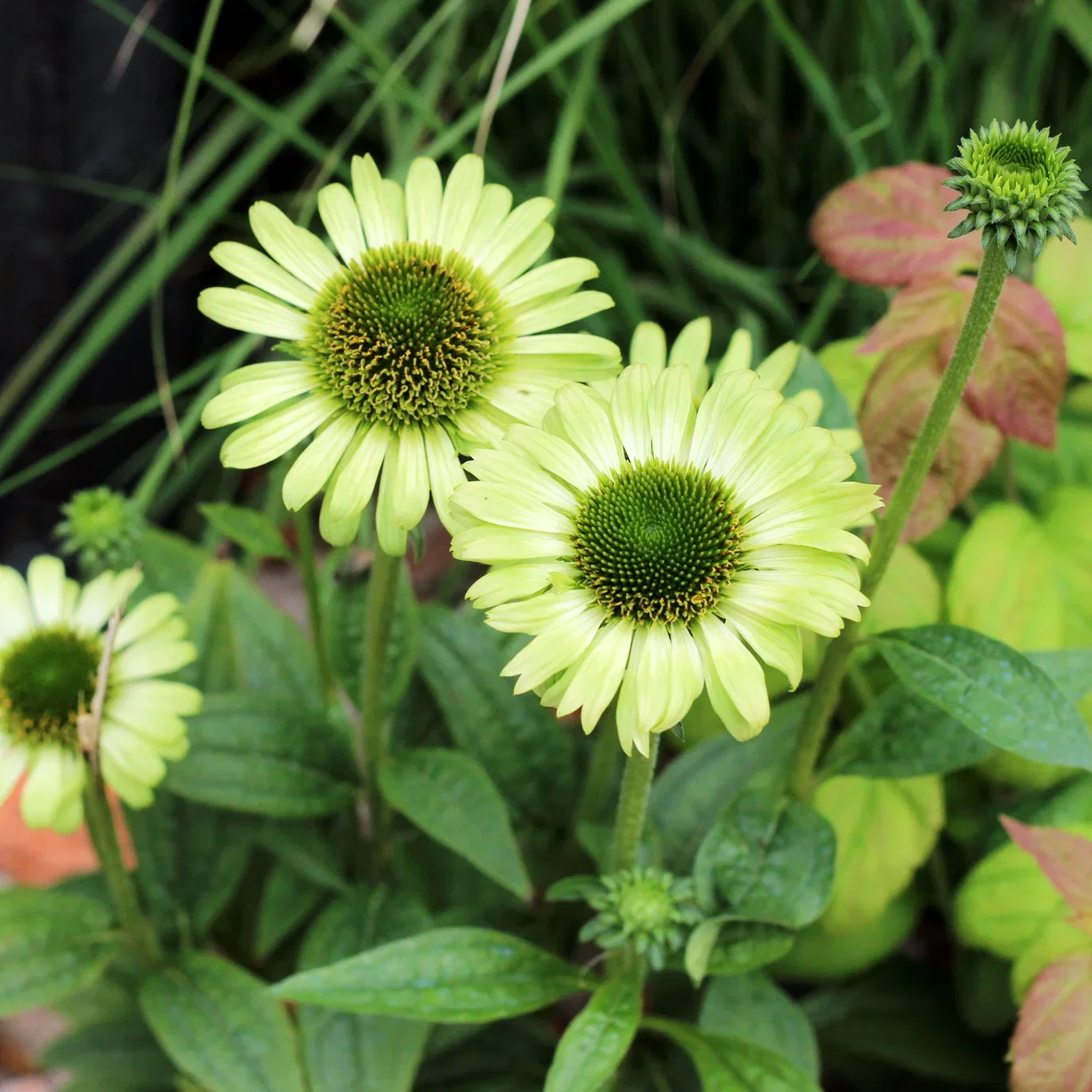 Echinacea purpurea 'Green Jewel'