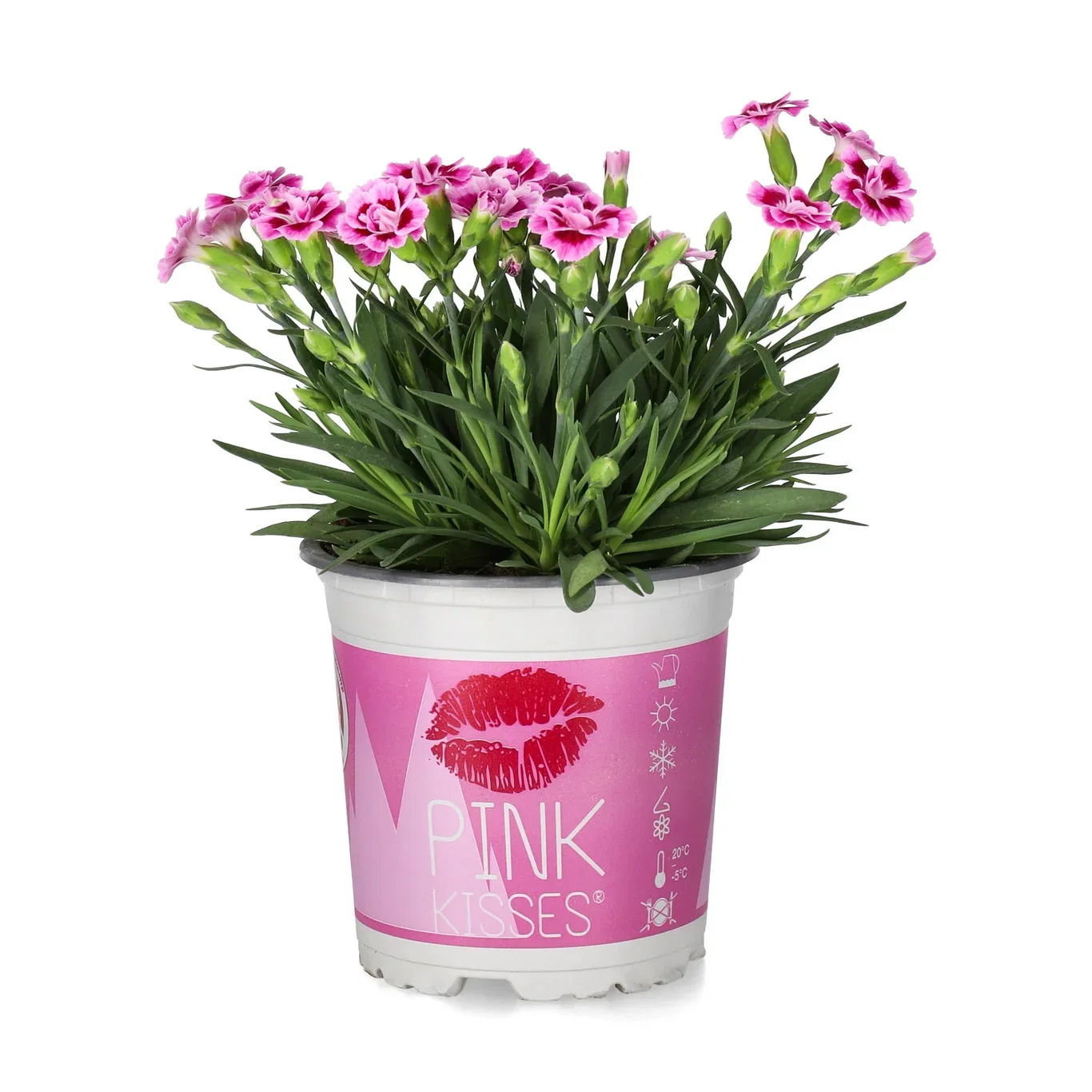 Trädgårdsnejlika 'Pink Kisses'