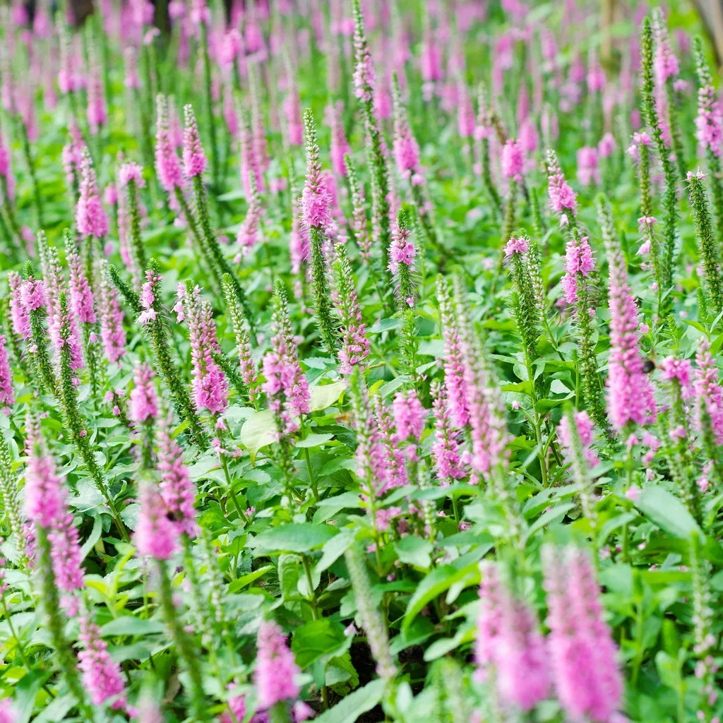 Axveronika INSPIRE PINK