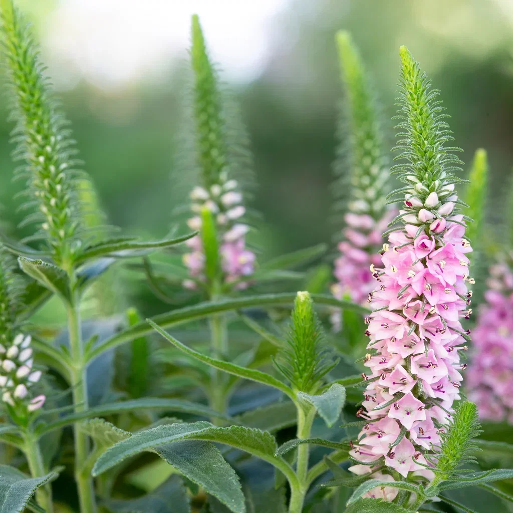 Axveronika INSPIRE PINK