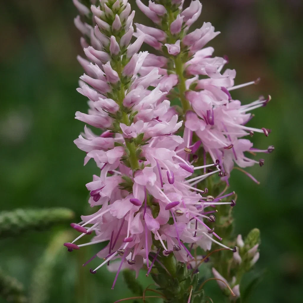 Axveronika INSPIRE PINK