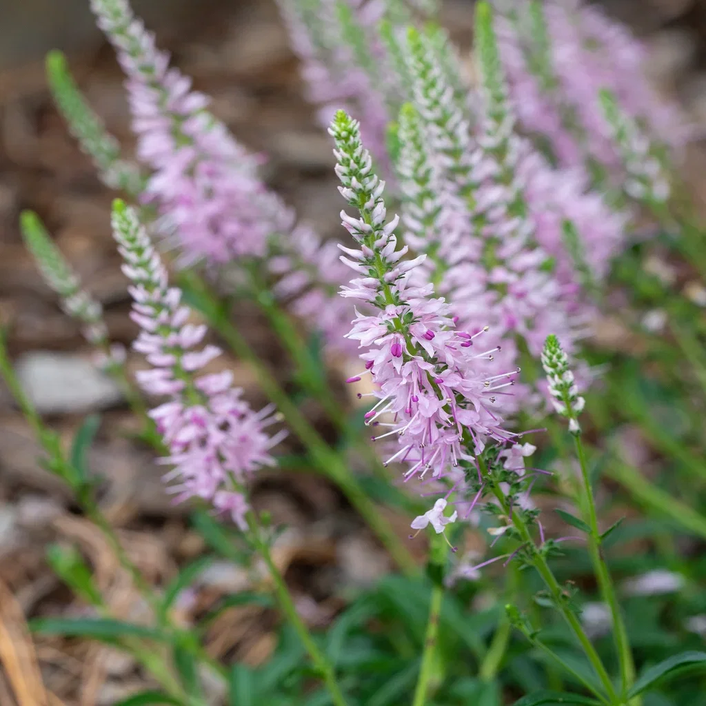 Axveronika INSPIRE PINK