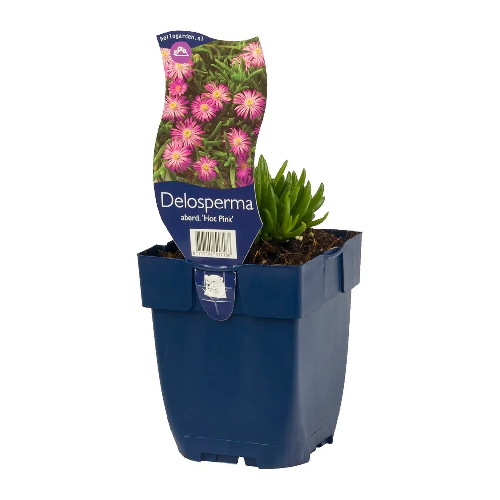 Delosperma aberdeenense 'Hot Pink'