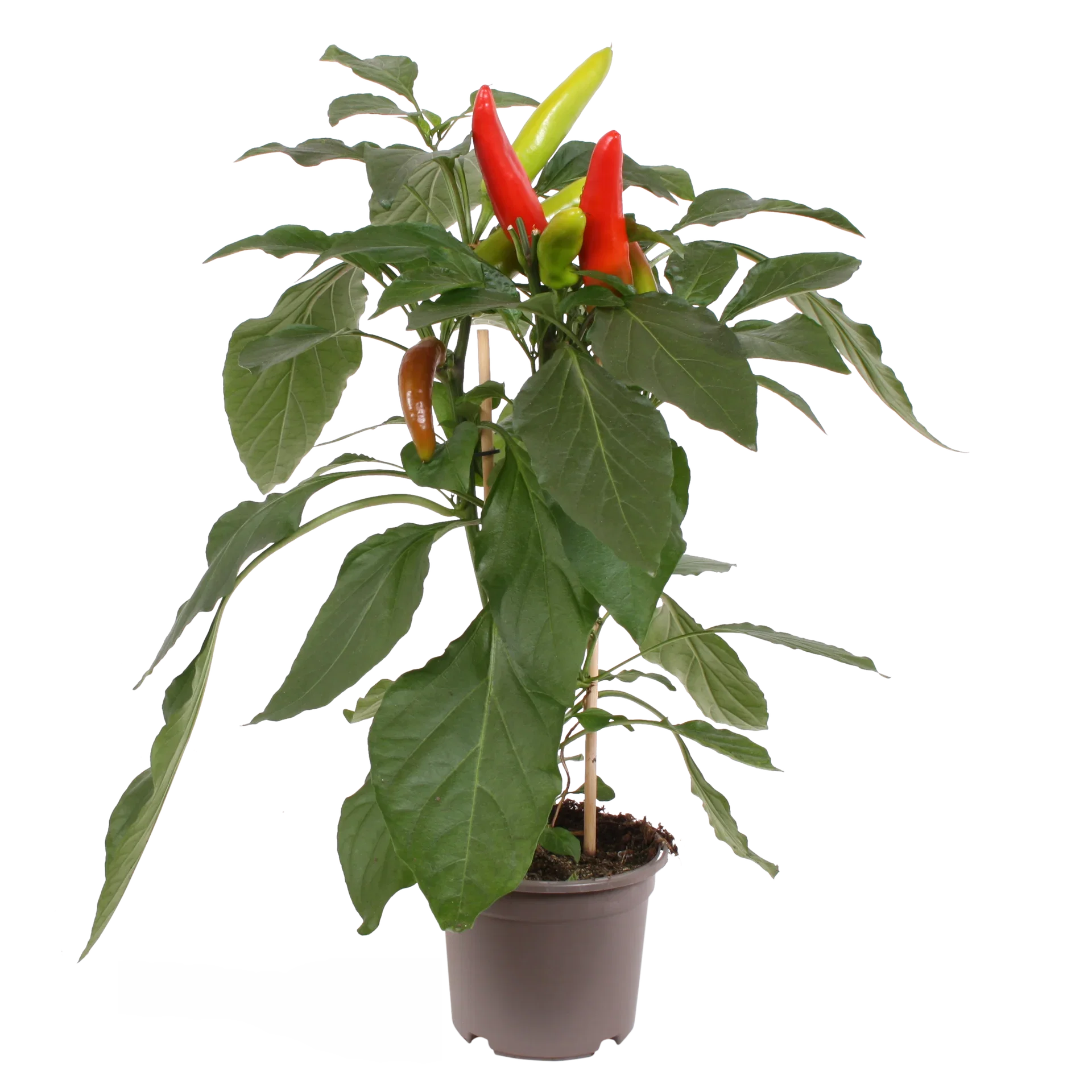 Chili
