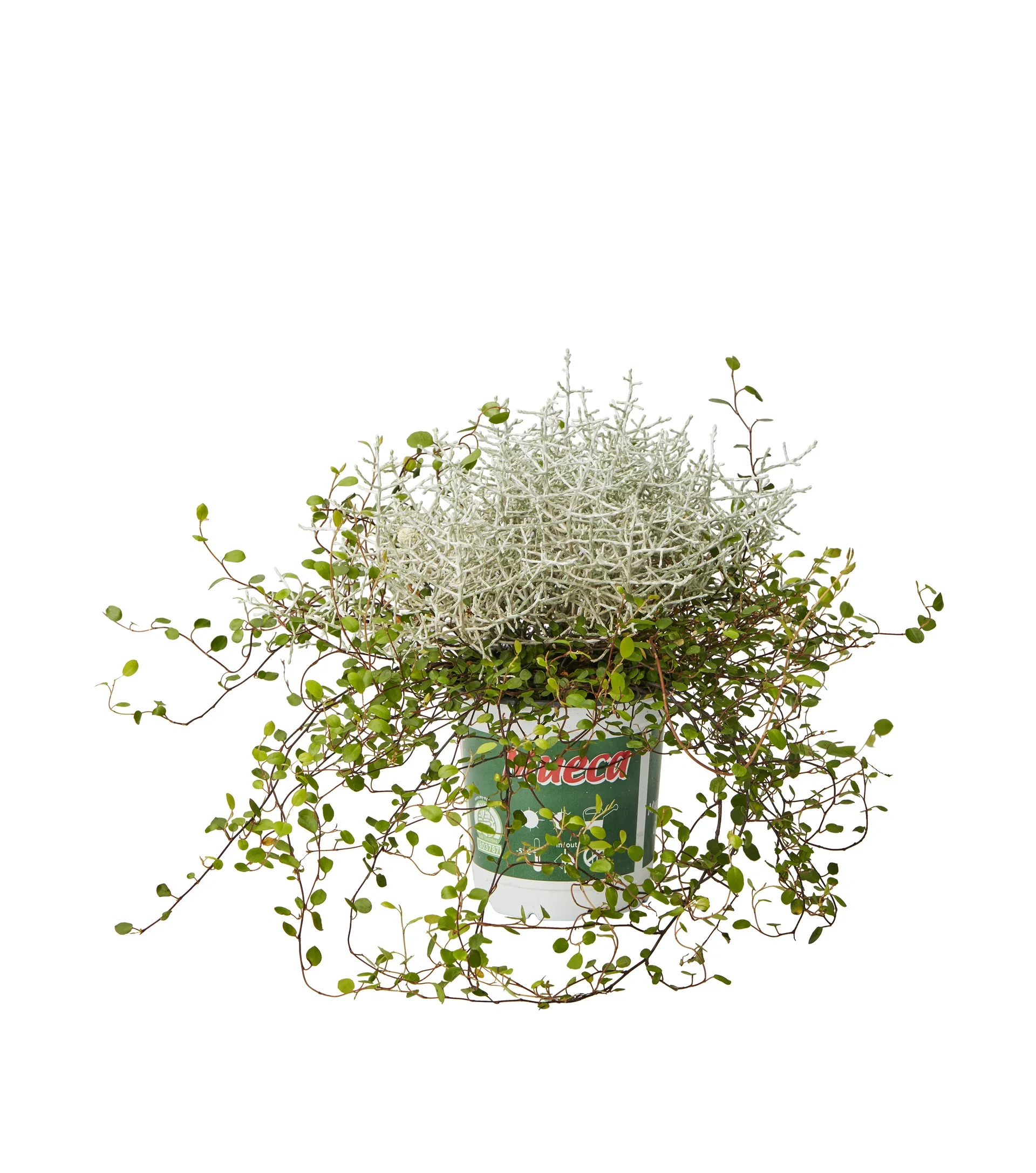 Höstgrupp silvergirland & slideranka